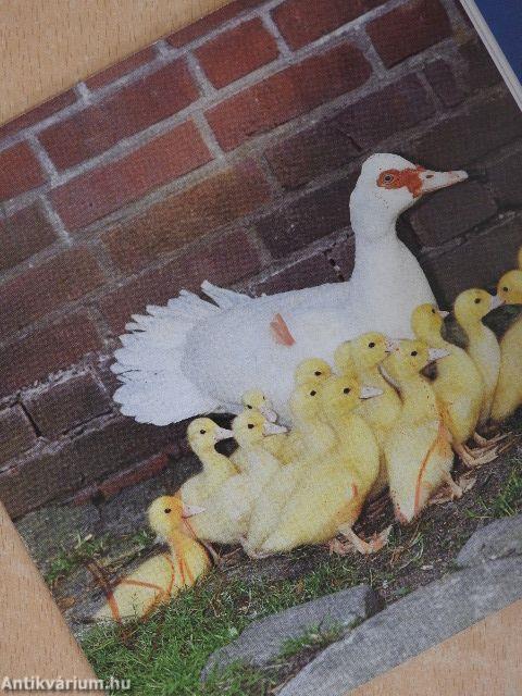 Barátaim az állatok 4.