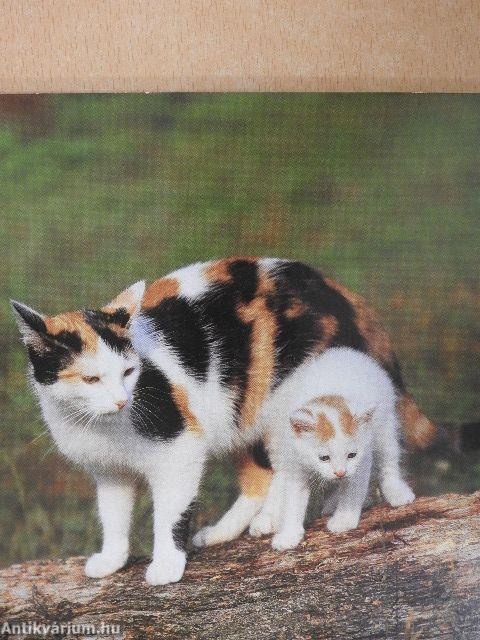 Barátaim az állatok 4.