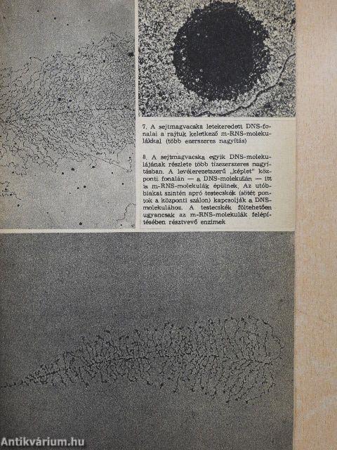 Élet és tudomány 1973. (nem teljes évfolyam)