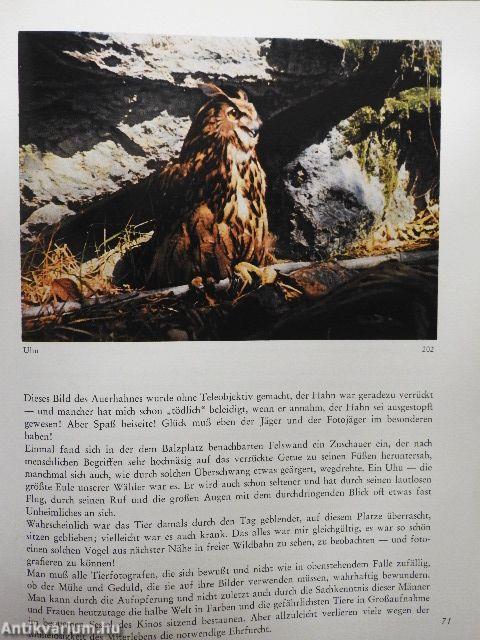 Ein Jahr geht über die Berge