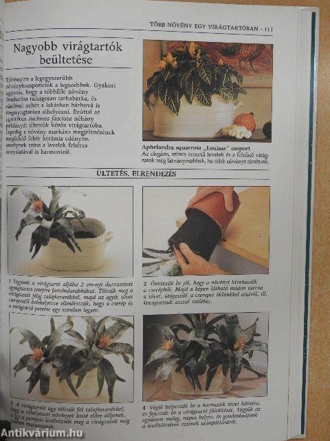 Növények a lakásban