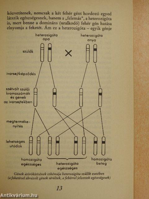 Miért lesték meg Zsuzsánnát a vének?