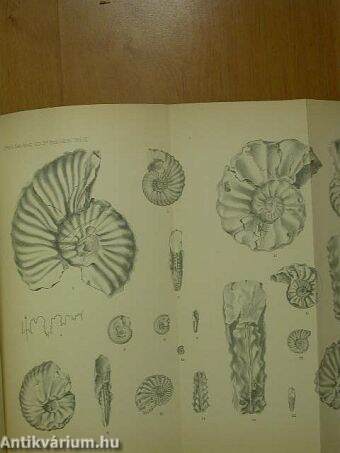 Cretaceous Deposits of the Pacific Coast