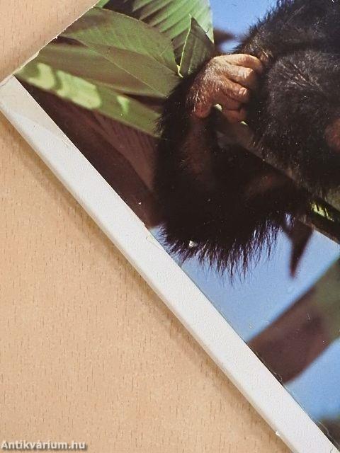 Tiere Afrikas