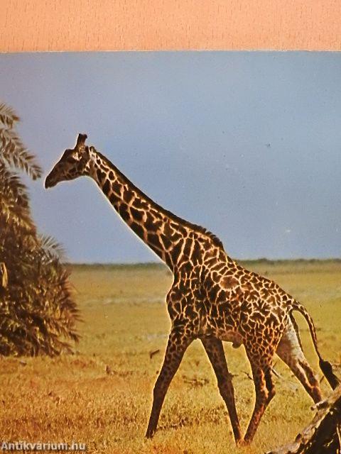 Tiere Afrikas