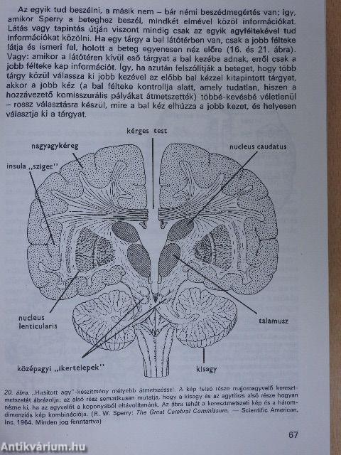 A pszichológia alapkérdései