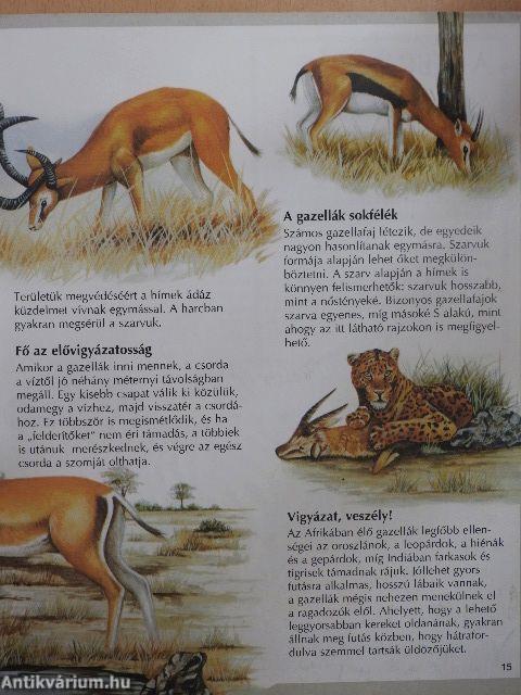 Egzotikus állatok