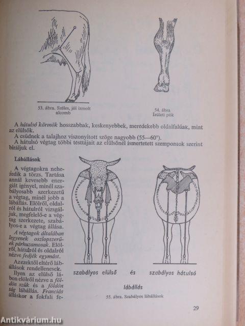 Szarvasmarhatenyésztés