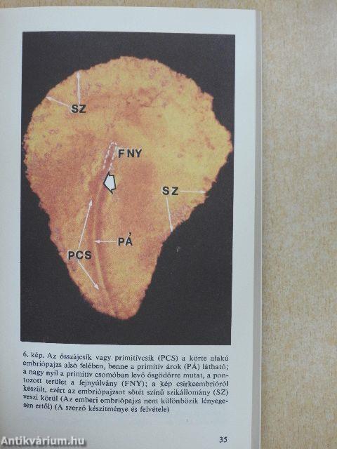 Hogyan lesz a petesejtből ember?