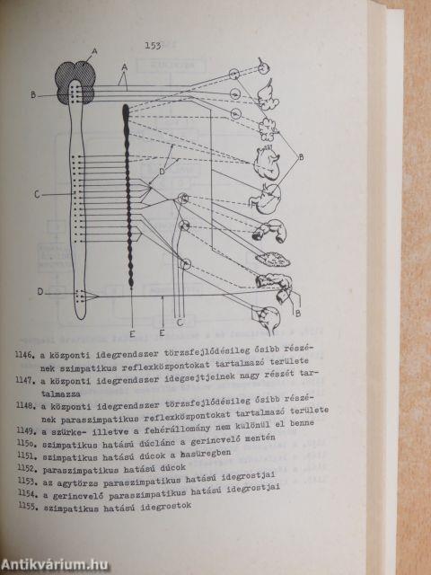 Biológiai feladatok III/1.