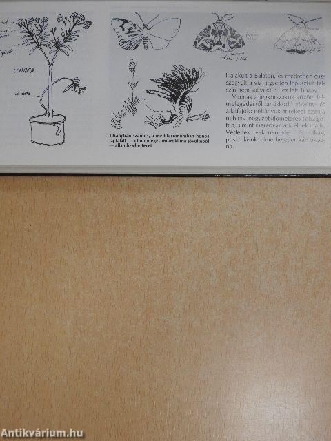 Tihany