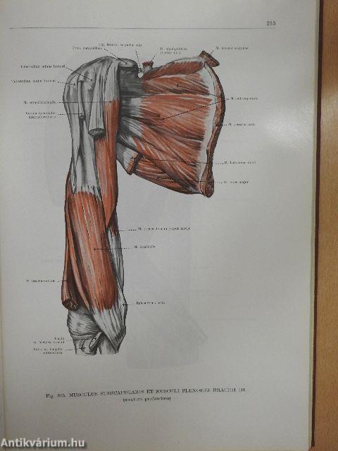 Atlas Anatomiae Corporis Humani I-III.