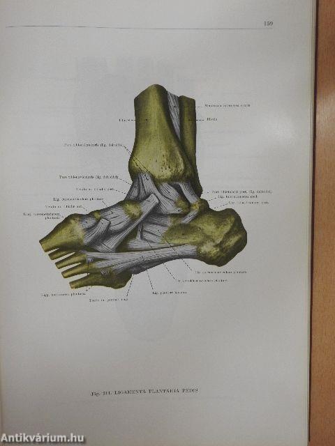 Atlas Anatomiae Corporis Humani I-III.