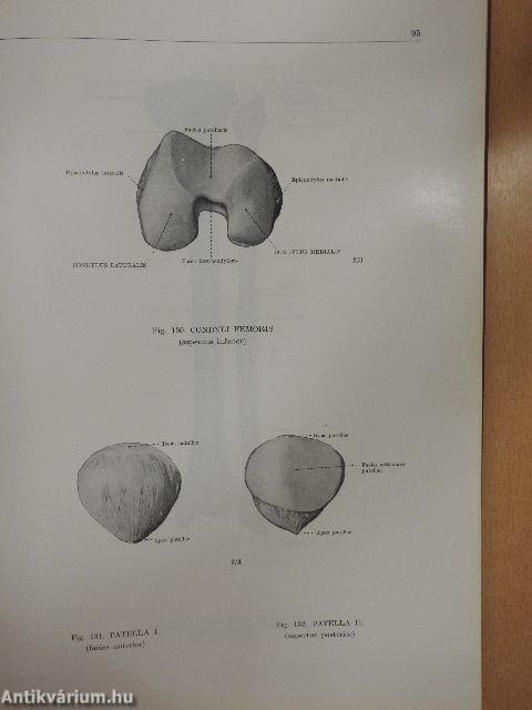 Atlas Anatomiae Corporis Humani I-III.