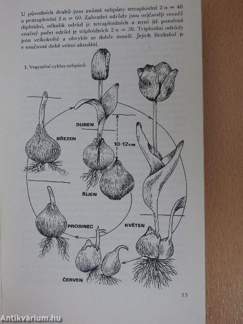 Tulipány, narcisy, hyacinty