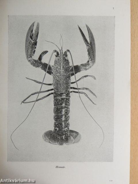 Barátunk és ellenségünk az állat