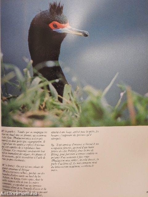 Le Monde des Oiseaux