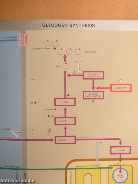 Atlas of the Myocardium