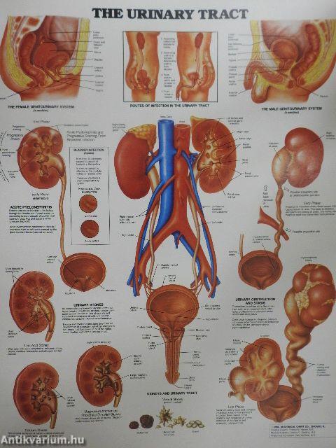 The World's Best Anatomical Charts