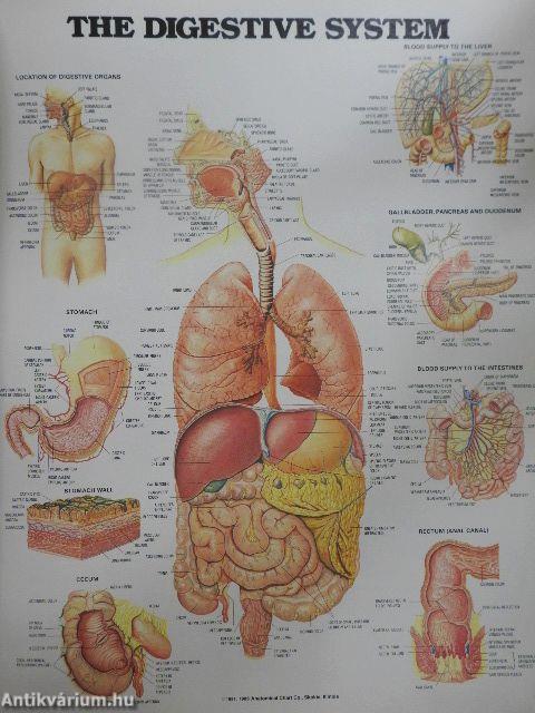 The World's Best Anatomical Charts