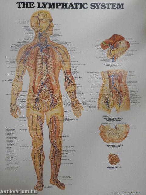 The World's Best Anatomical Charts