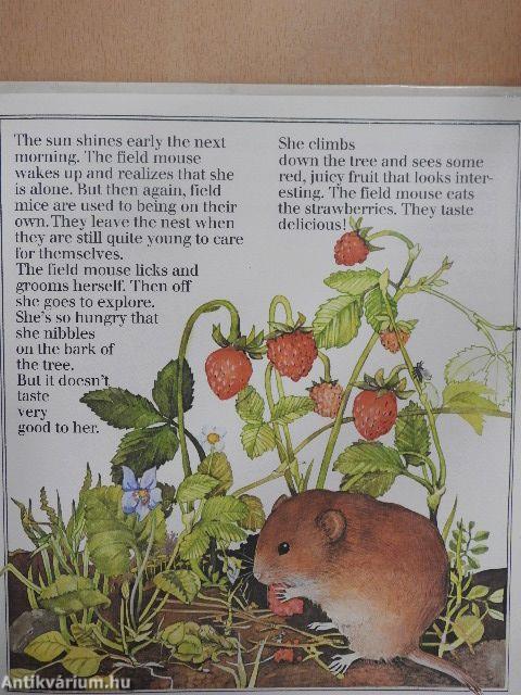 The Field Mouse