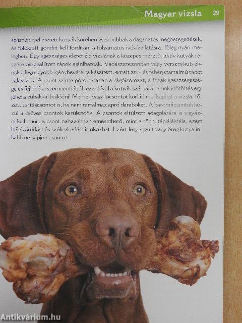 Magyar vizsla