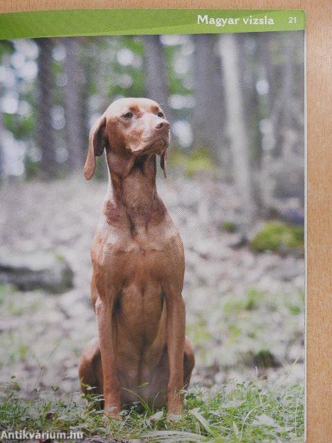 Magyar vizsla