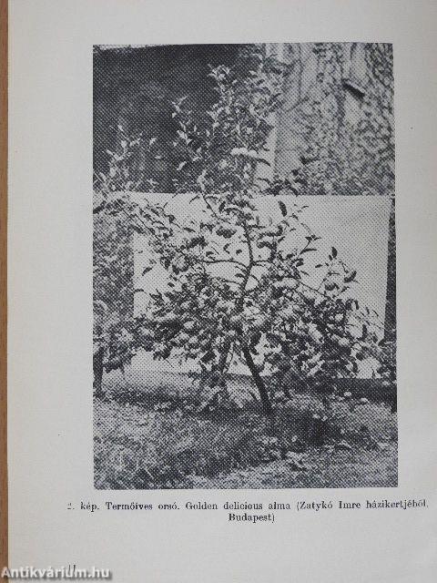 Gyümölcstermesztés a házi és háztáji kertekben