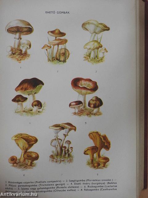 Természettudományi lexikon 2.