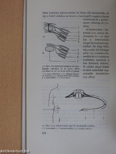 Alagút-szindrómák