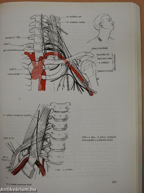 A klinikai neurologia alapjai