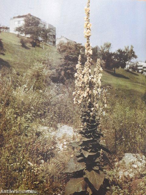 Plantes Médicinales en Hongrie