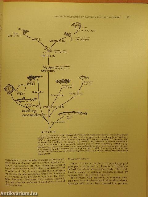 Endocrinology IV/1-2.