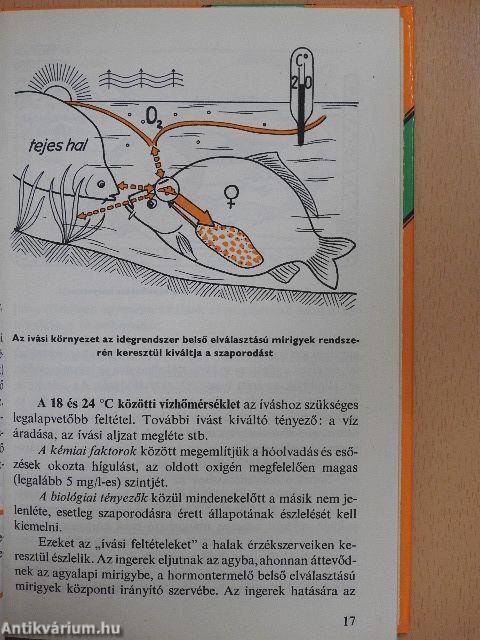 Ivadéknevelés