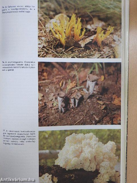 Urania Növényvilág - Alacsonyabbrendű növények