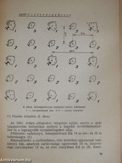 A télialma nagyüzemi termelése