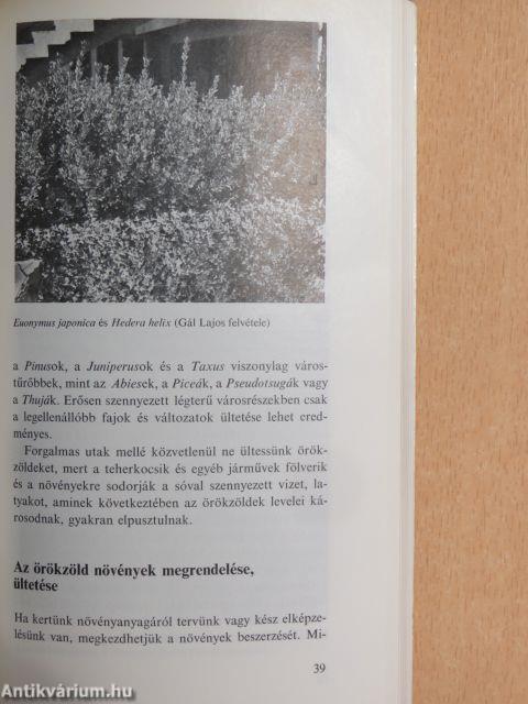Fenyők és örökzöldek a kertben
