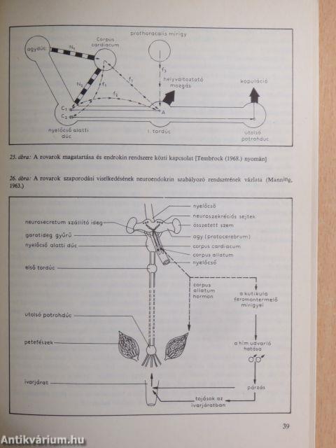 Hogyan viselkednek az állatok