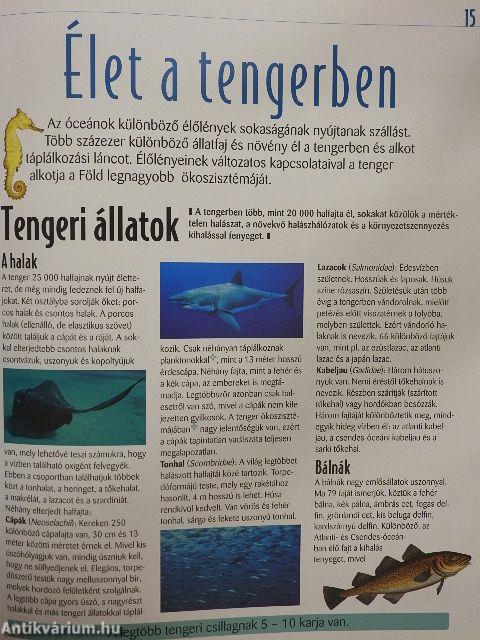 A tengerek és az óceánok
