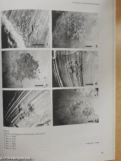 Acta Geologica Hispanica 2002/1. 