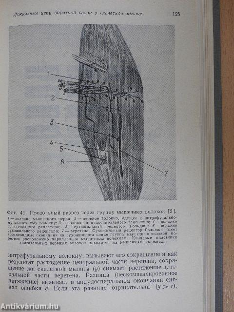 Az idegrendszer modelljei (orosz nyelvű)