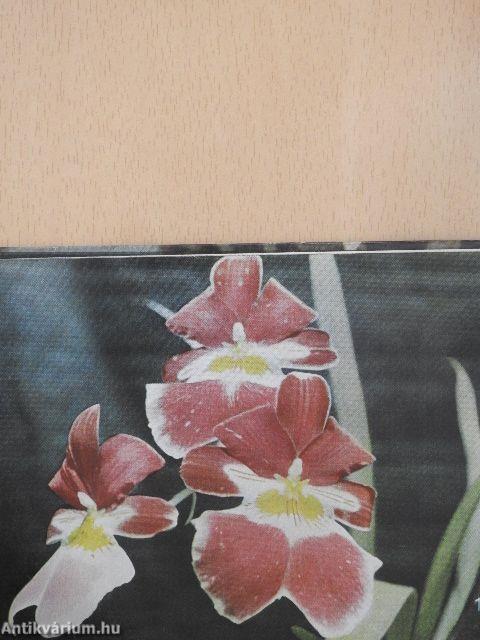 Orchideen