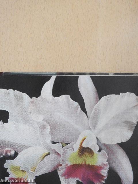 Orchideen