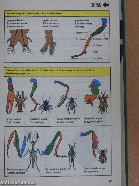 Wissensspeicher Biologie