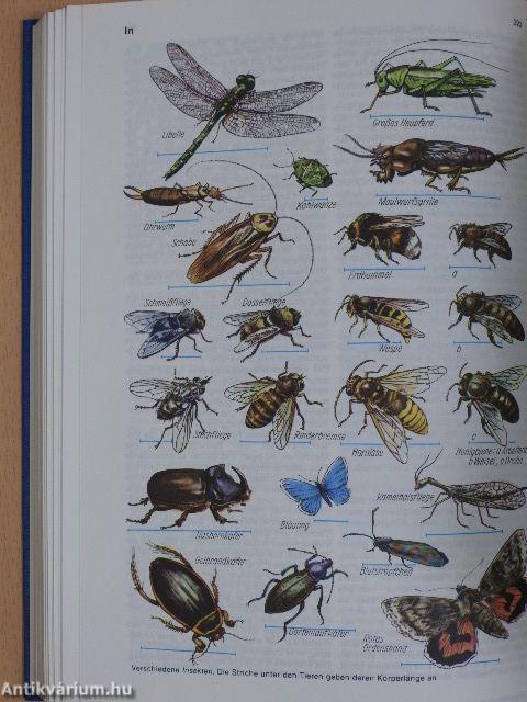 Meyers Jugendlexikon A-Z