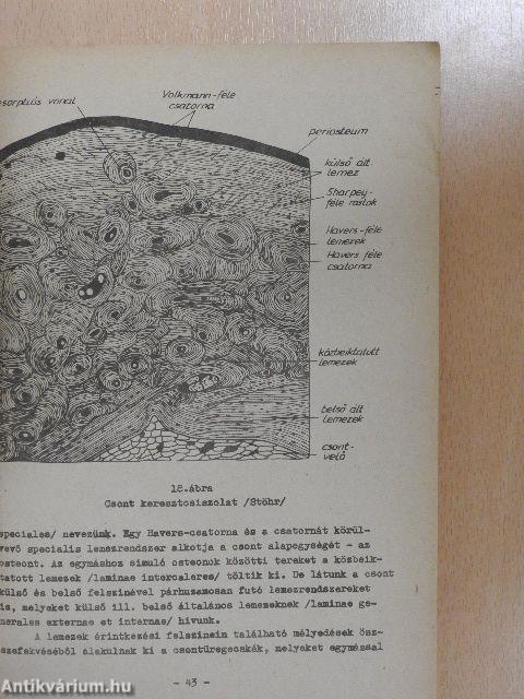 A testnevelési anatómia és élettan alapjai