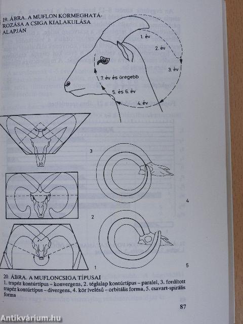 Vadászati tudnivalók