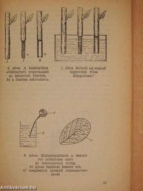 Növénytermesztési kísérletek