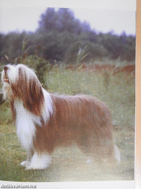 A bobtail és a bearded collie